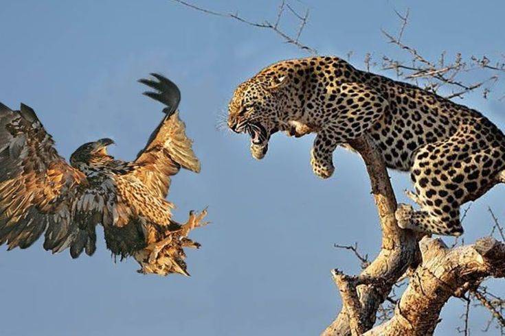 爱游戏官方登录入口-勇士将迎战老鹰，谁能笑到最后？的简单介绍